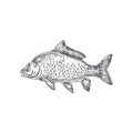 Mirror Carp Hand Drawn Vector Illustration. Abstract Carp Fish Sketch. Engraving Style Drawing.