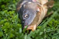 Fish head.Mirror carp lies on the grass.freshwater fish.typically with barbels around the mouth.The carp is queen of rivers Royalty Free Stock Photo