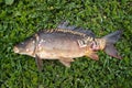 Mirror carp lies on the grass.freshwater fish.typically with barbels around the mouth.The carp is queen of rivers Royalty Free Stock Photo