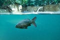 mirror carp taken with under and above water view