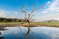 Mirror of dead tree.