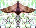 Mirror image of a bat hanging upside with wings spread