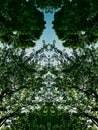 Mirror image of trees and sky Royalty Free Stock Photo