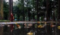 Mirror landscape at Tao Dan park after the rain, trees reflect on puddle, yellow leaf, monk walk