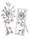 Mirror neuron Royalty Free Stock Photo