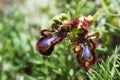 Mirror Orchid - Ophrys vernixia Royalty Free Stock Photo