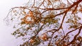 mirror reflected image of tree branches