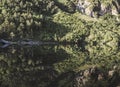 Mirror reflection of the forest and the mountain slope in the surface of the mountain lake Royalty Free Stock Photo