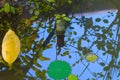 Mirror reflection of an interesting water plant growing out of a fountain pipe in a Thai garden pond. Royalty Free Stock Photo