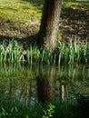 A mirror reflection of a tree trunk Royalty Free Stock Photo