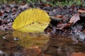 Mirror of yellow leaf in a puddle Royalty Free Stock Photo