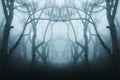 A mirrored, duplicate effect of a spooky, eerie forest in winter, with the trees silhouetted by fog. With a muted, blue edit