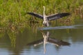 Mirrored gray heron ardea cinerea landing on water at reed shore