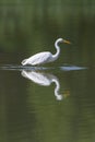 Mirrored great white egret egretta alba standing in green wate