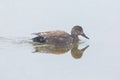 Mirrored male gadwall duck anas strepera swimming, water, snow Royalty Free Stock Photo