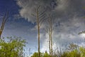 Mirrored nature and sky on still water in spring