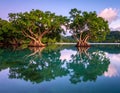 A mirrored reflection of Mauritian banyan trees in a still turquoise lagoon at dusk Royalty Free Stock Photo