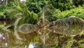 Mirrored reflection of a tropical palm tree Royalty Free Stock Photo