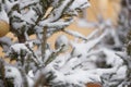 mirrored silver ball on outdoor decorated snow-covered Christmas tree close up on winter day Royalty Free Stock Photo