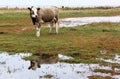 Mirroring cow in Lilla Hammars Nas, Sweden