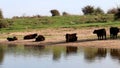 Mirroring Galloway cows in Bisonbaai, Netherlands