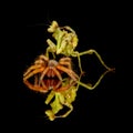 Mirroring image of a praying mantis and a Mexican fire legs trantul on a black background Royalty Free Stock Photo