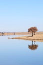 Mirroring trees into blue lake, Alentejo, Portugal Royalty Free Stock Photo