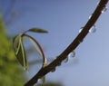 Mirrors in raindrops on a climbing plant Royalty Free Stock Photo