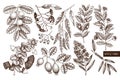 Vector collection of Myrtle family plants illustrations. Hand drawn myrtus, tea tree, guava fruit, eucalyptus, feijoa sketches. Es