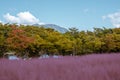 Misa Gyeongjeong Park Pink Muhly Grass in Hanam, Korea Royalty Free Stock Photo