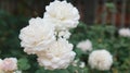 misaki beautiful rose Royalty Free Stock Photo