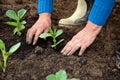Broad Bean seedlings being planted. Royalty Free Stock Photo