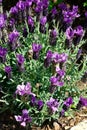 French Lavender plant. Royalty Free Stock Photo