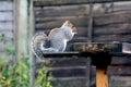 Grey squirrel sitting on a bird table.