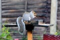 Grey squirrel sitting on a bird table.