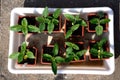 Overhead view of Sunflower seedings. Royalty Free Stock Photo