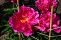 Pretty pink Peony flower in full bloom. Royalty Free Stock Photo