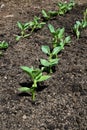 Rows of Broad Bean seedlings. Royalty Free Stock Photo