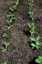 Rows of Broad Bean seedlings. Royalty Free Stock Photo