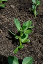 Rows of Broad Bean seedlings. Royalty Free Stock Photo