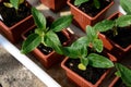 Tray of sunflower seedlings, UK. Royalty Free Stock Photo