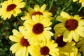 Yellow Marguerite daisy bush in full bloom.