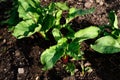 Young beetroot plants.