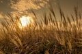 Miscanthus in the dusking sky, Sunset Peak in Hong Kong Royalty Free Stock Photo