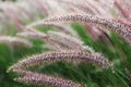 Miscanthus flowers field