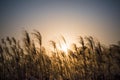 Miscanthus flowers Royalty Free Stock Photo