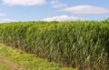 Miscanthus giganteus - biomass crop Royalty Free Stock Photo