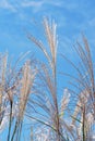 Miscanthus panicles against bright blue sky. Miscanthus sinensis, eulalia, japanese silver grass. Natural background Royalty Free Stock Photo