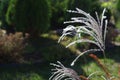 Miscanthus plant close up in a autumn garden