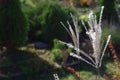 Miscanthus plant close up in a autumn garden